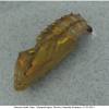 vanes cardui pupa1 volg